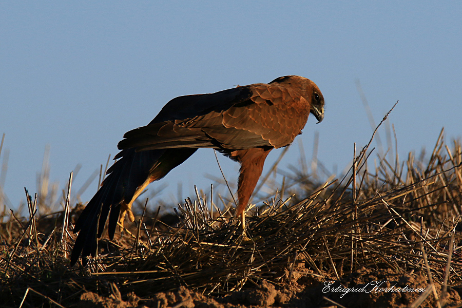 Western Marsh Harrier