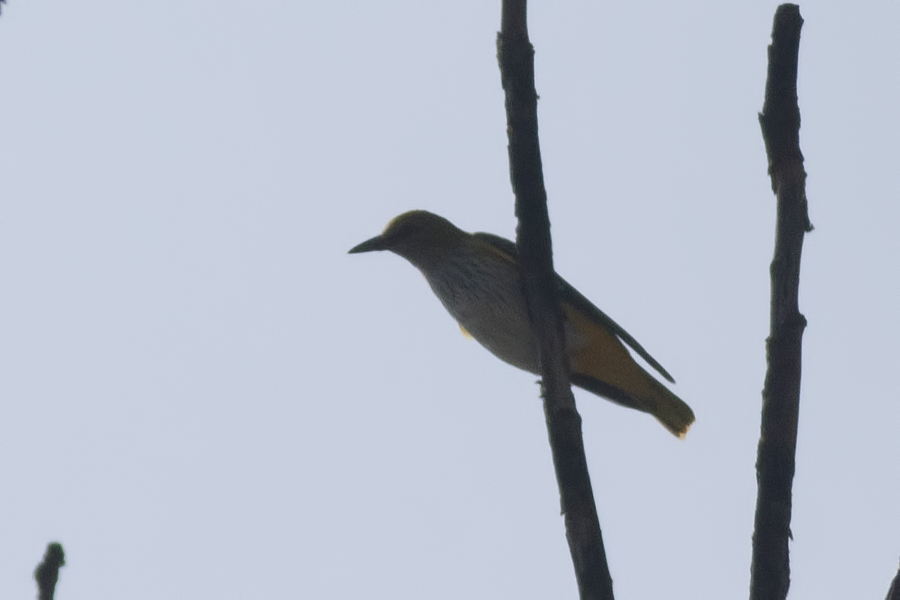 Eurasian Golden Oriole