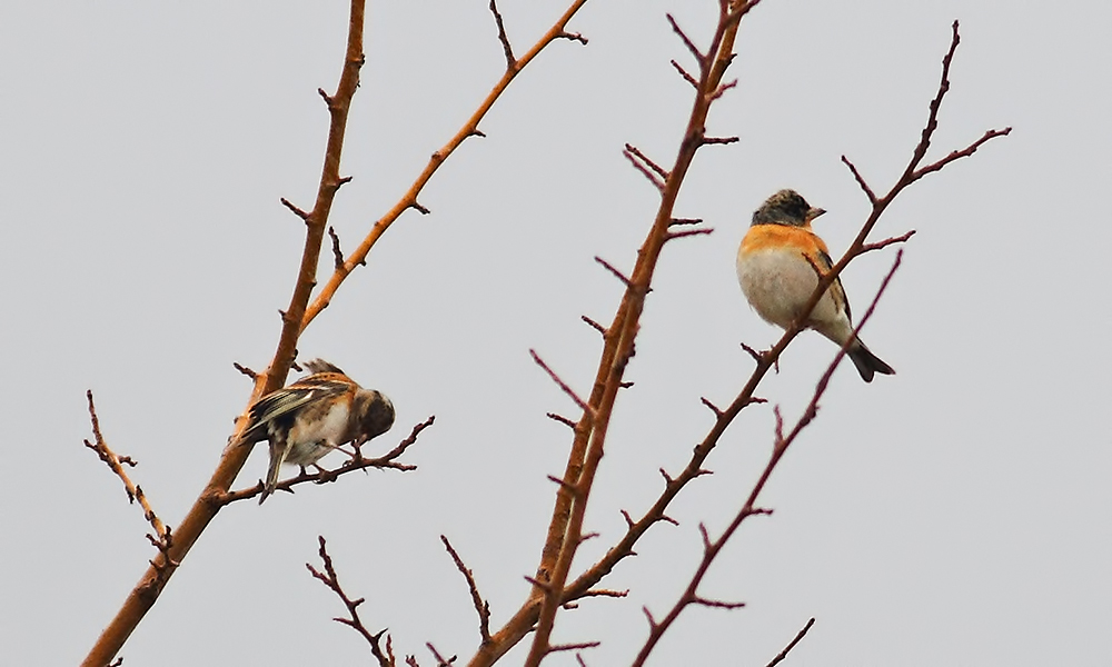 Brambling