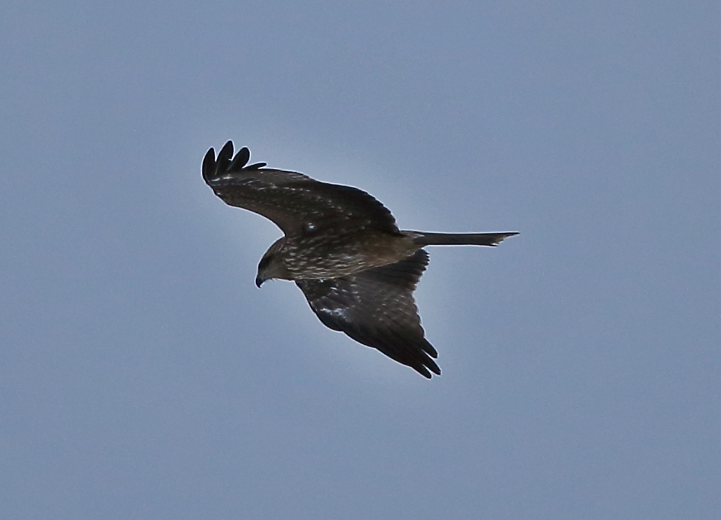 Black Kite