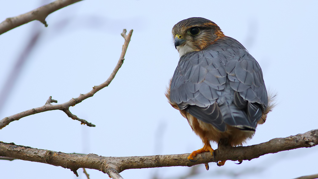 Merlin