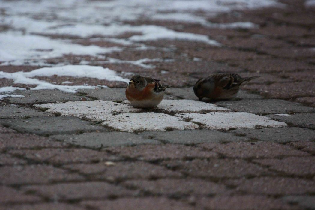 Brambling