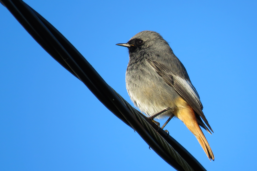Black Redstart