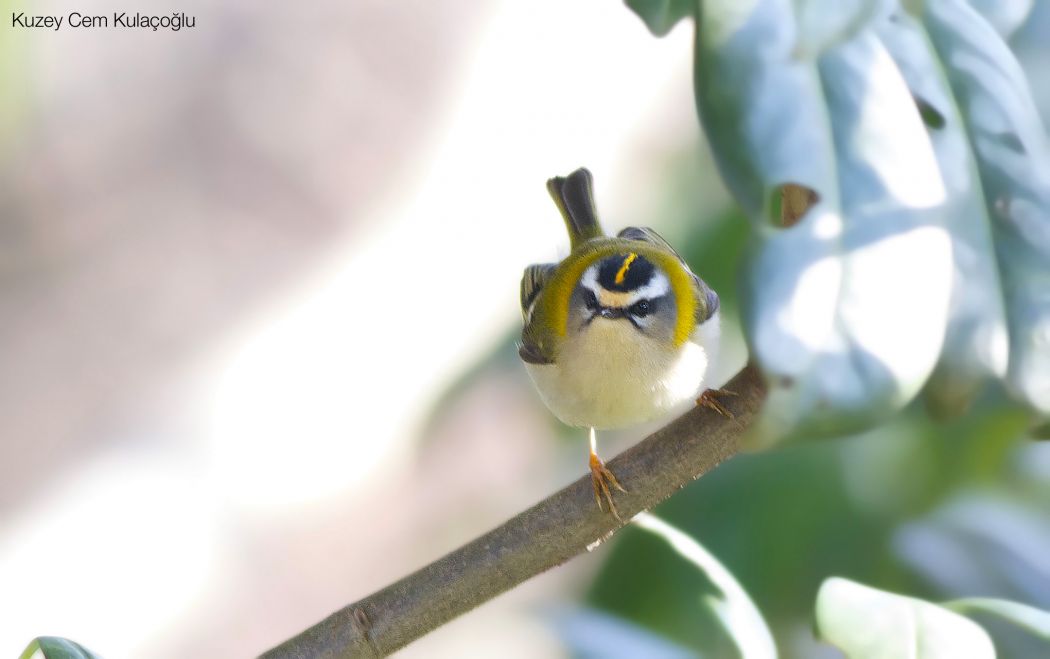 Common Firecrest