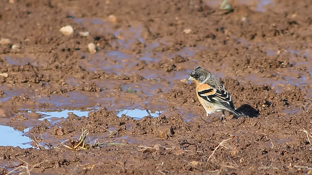 Brambling