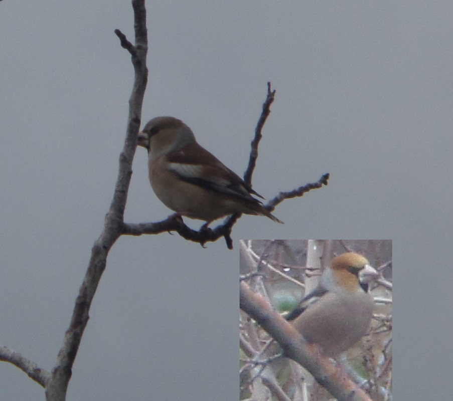 Hawfinch