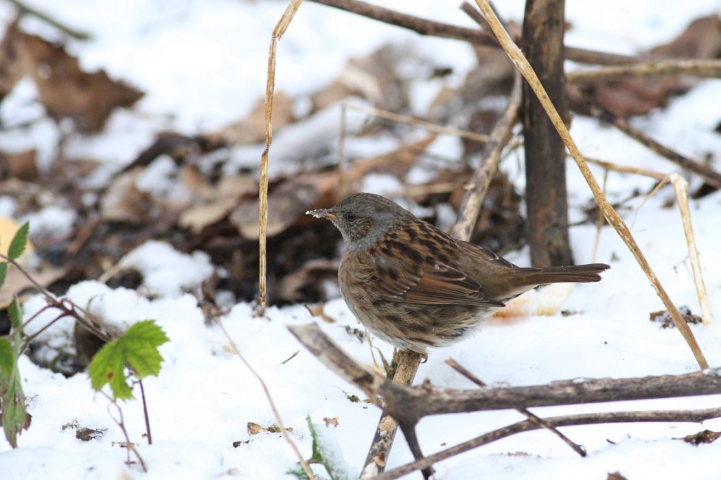 Dunnock