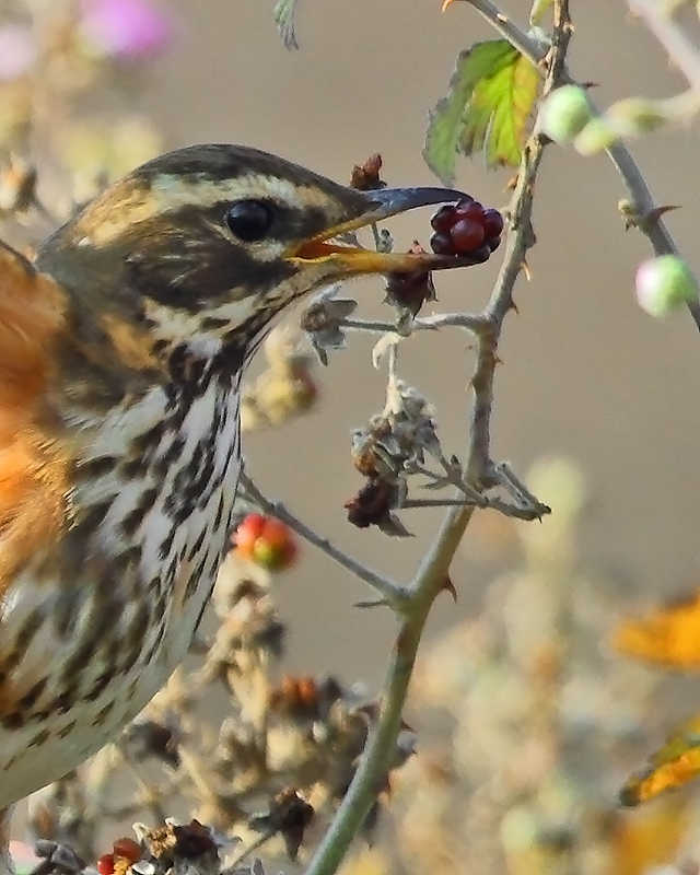 Redwing
