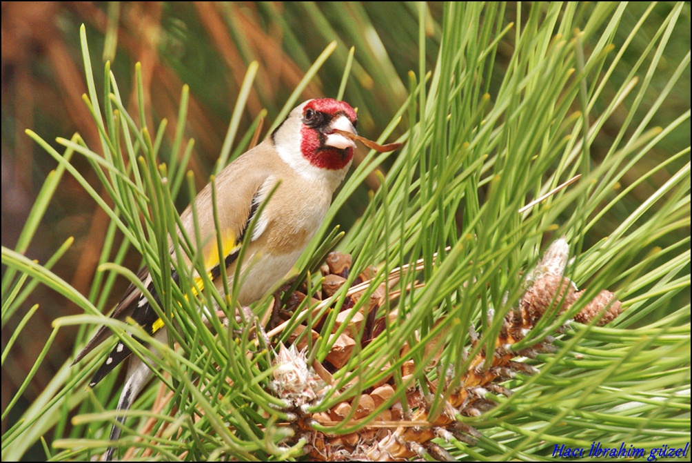 European Goldfinch