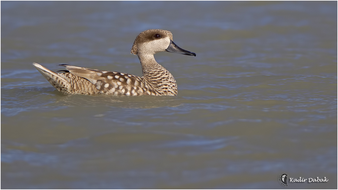 Marbled Duck