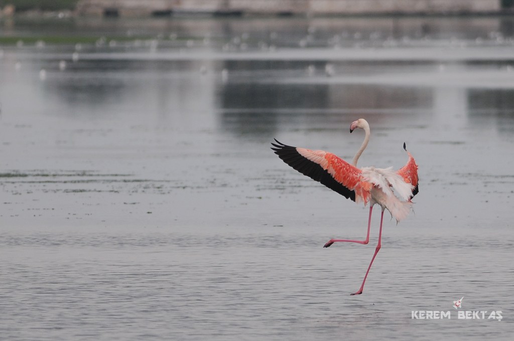 Flamingo