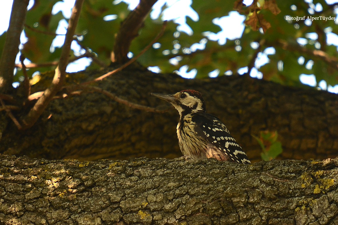 White-backed Woodpecker