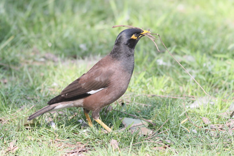 Common Myna