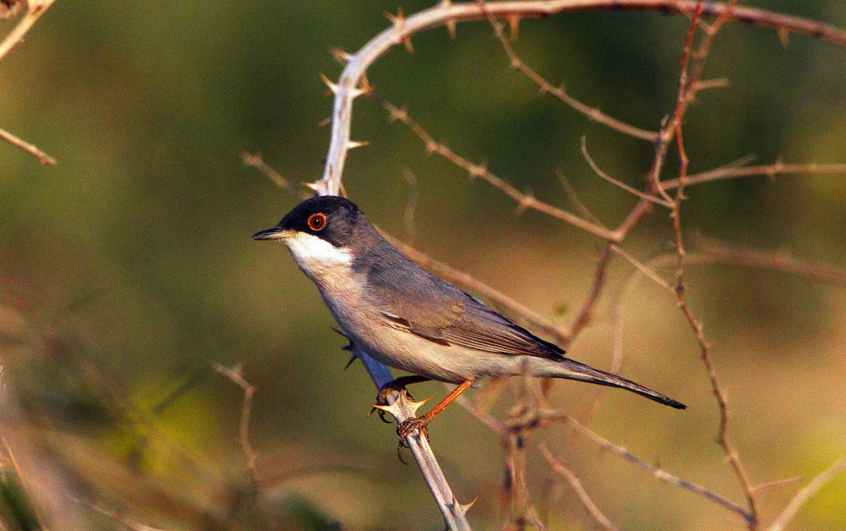 Menetries`s Warbler