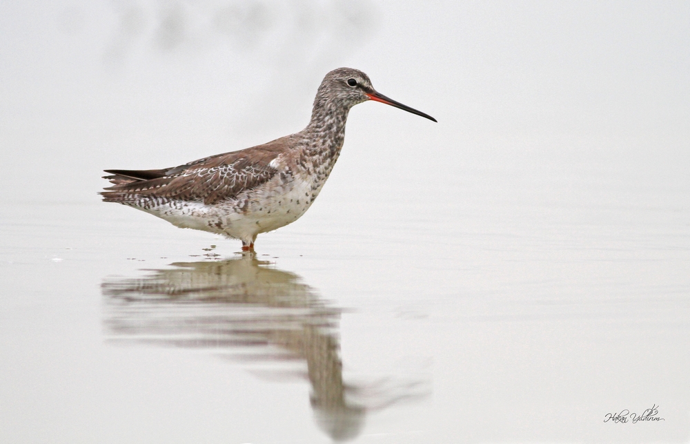 Spotted Redshank