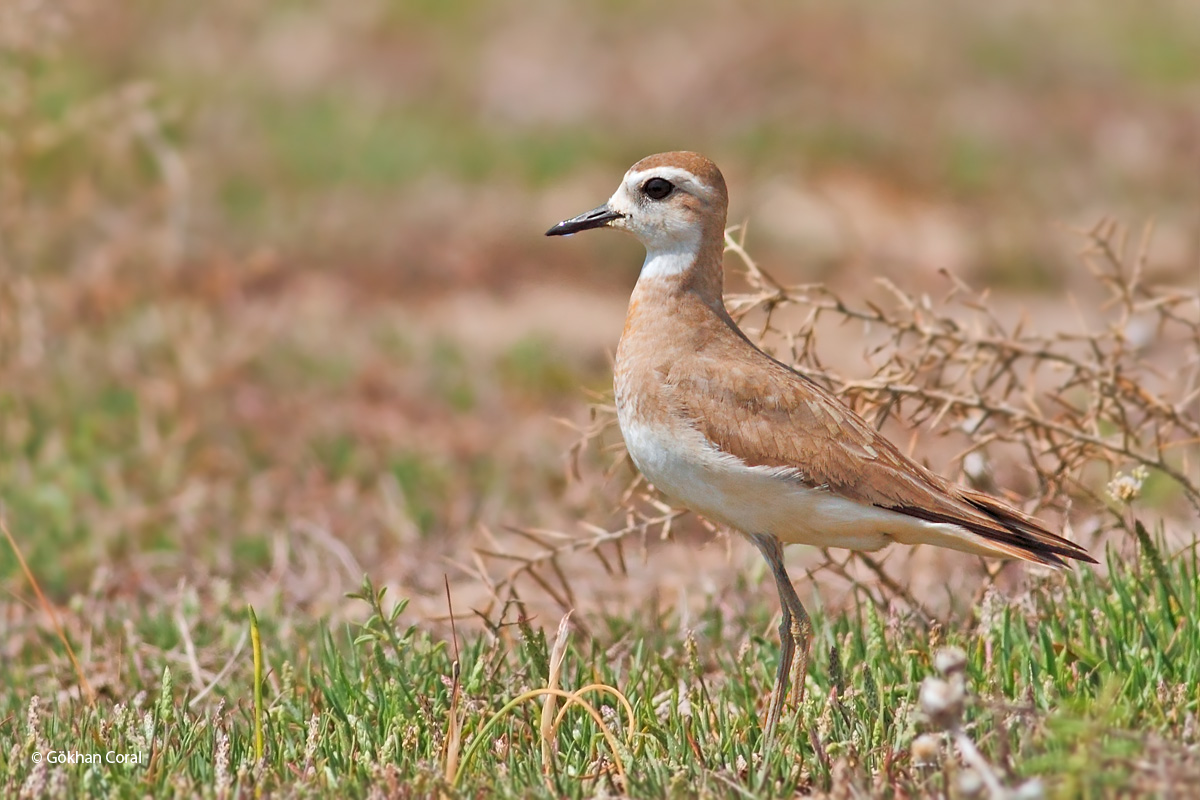 Caspian Plover