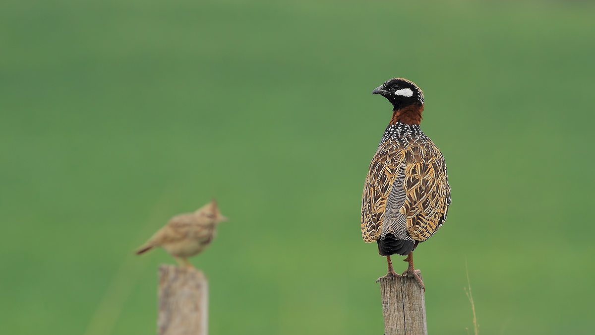 Black Francolin