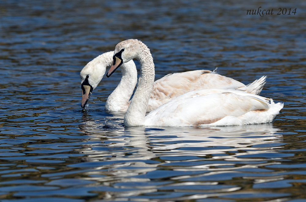 Mute Swan