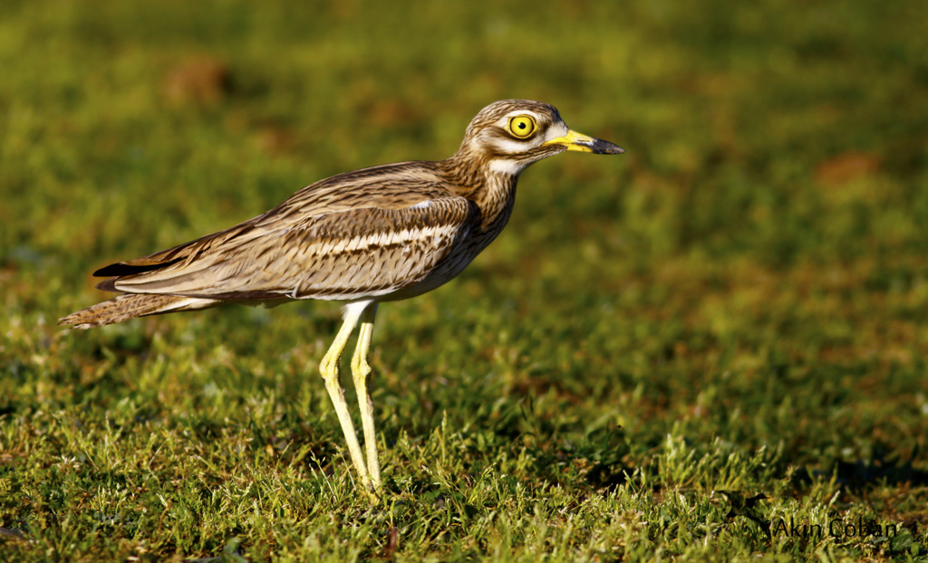 Eurasian Stone-curlew