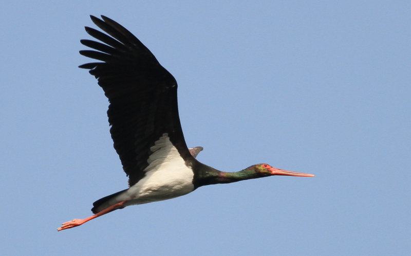 Black Stork