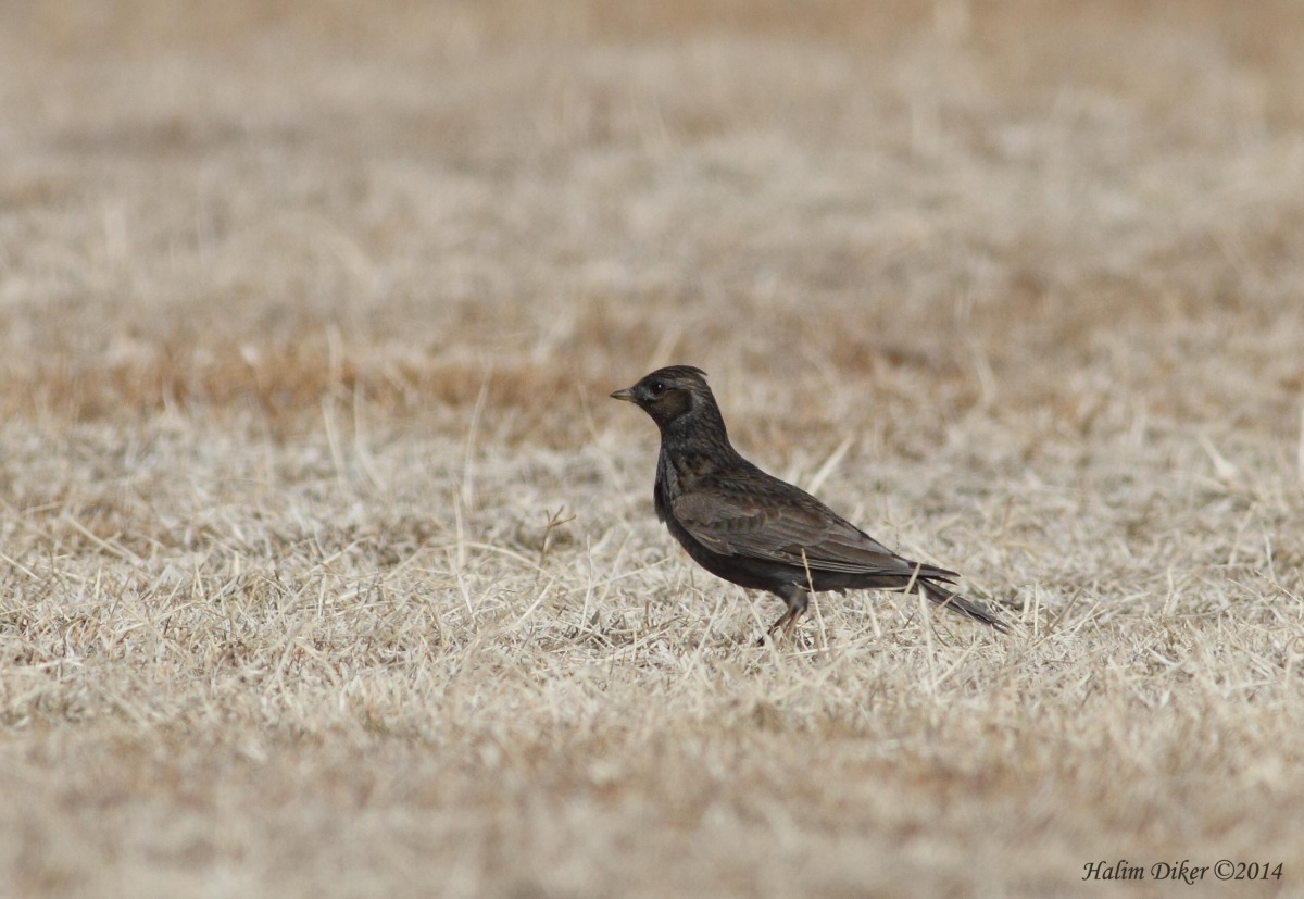 Eurasian Skylark