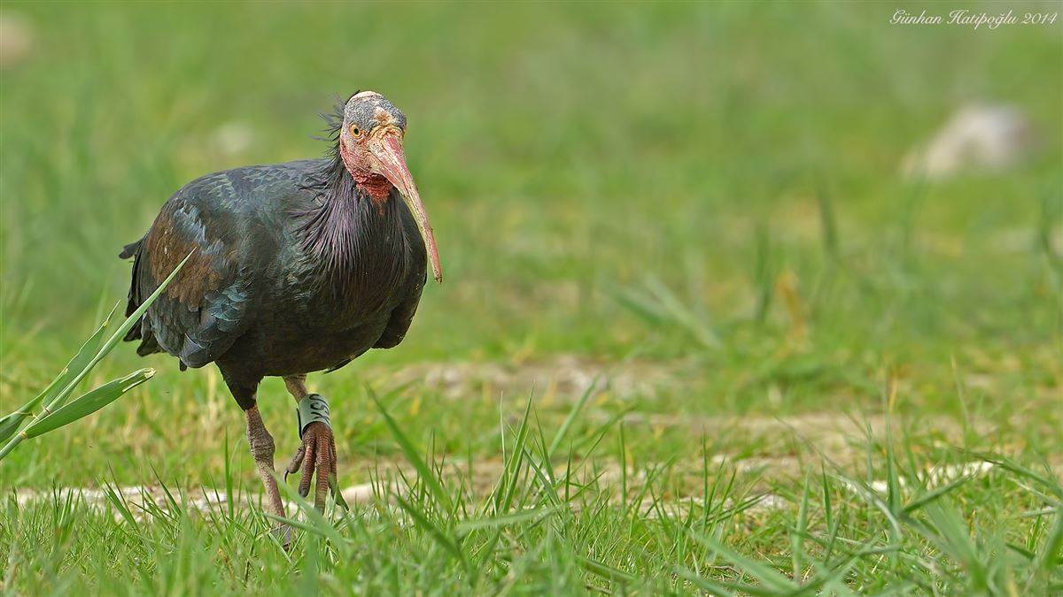 Northern Bald Ibis
