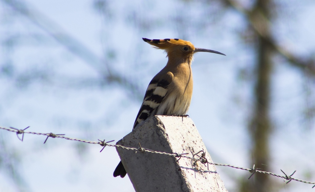 Common Hoopoe