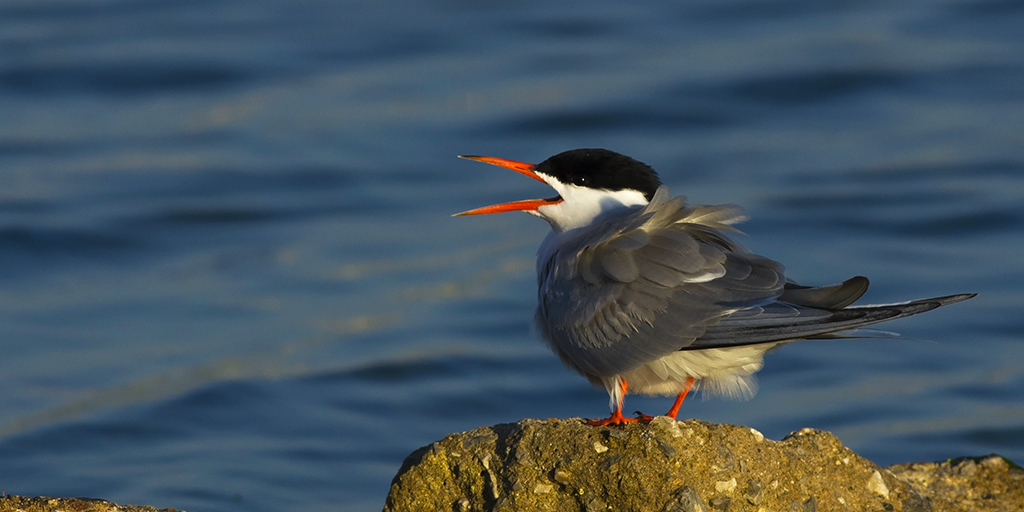 Common Tern