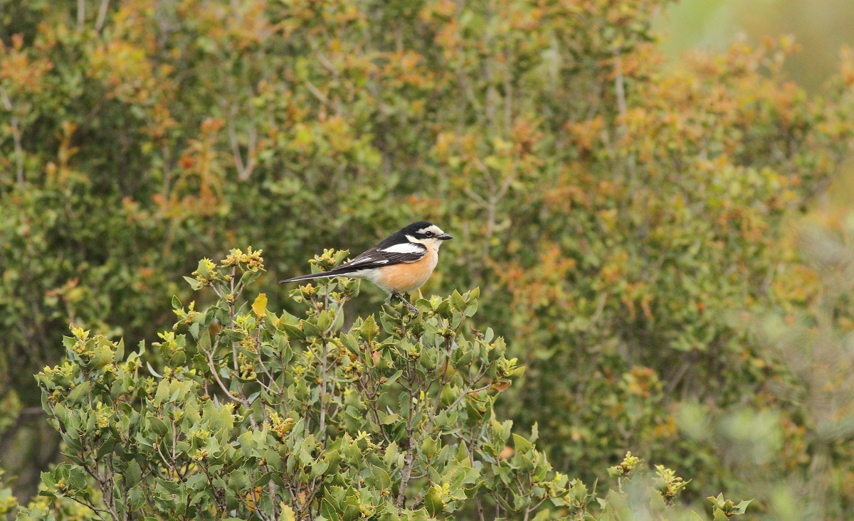Masked Shrike