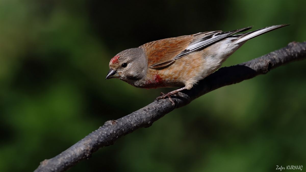 Common Linnet