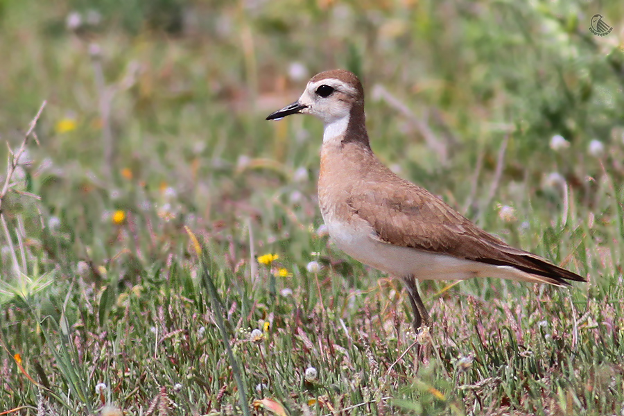 Caspian Plover