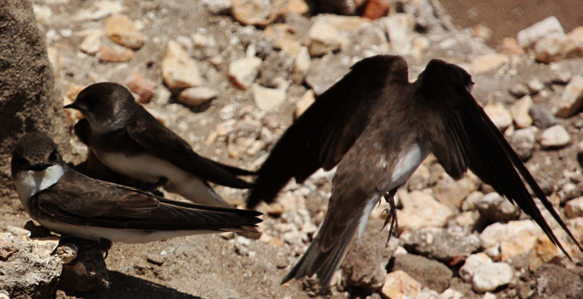 Sand Martin