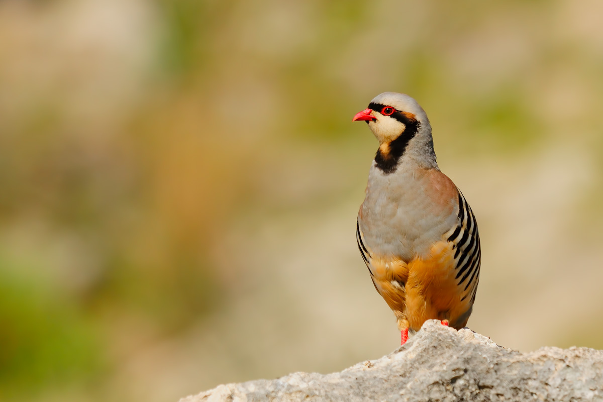 Chukar Partridge