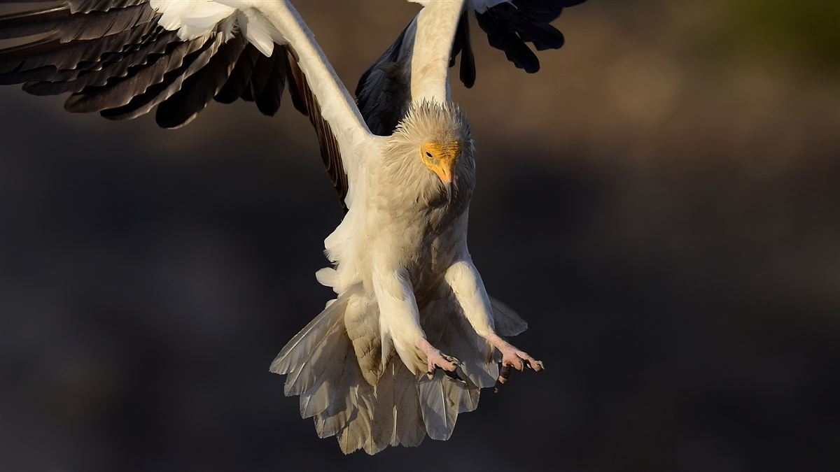 Egyptian Vulture