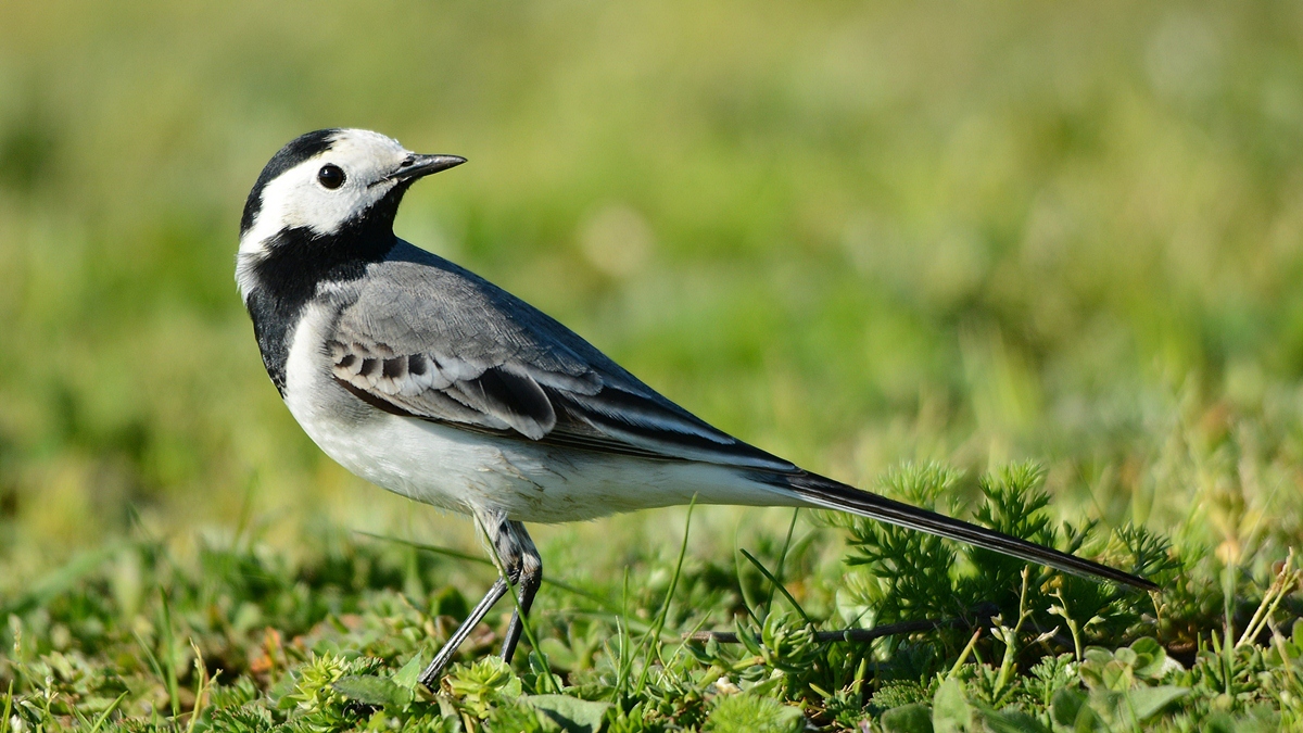 White Wagtail
