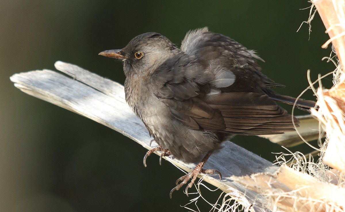 Common Blackbird