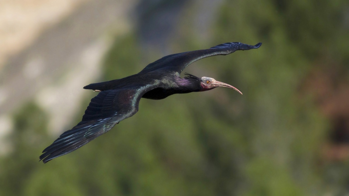 Northern Bald Ibis