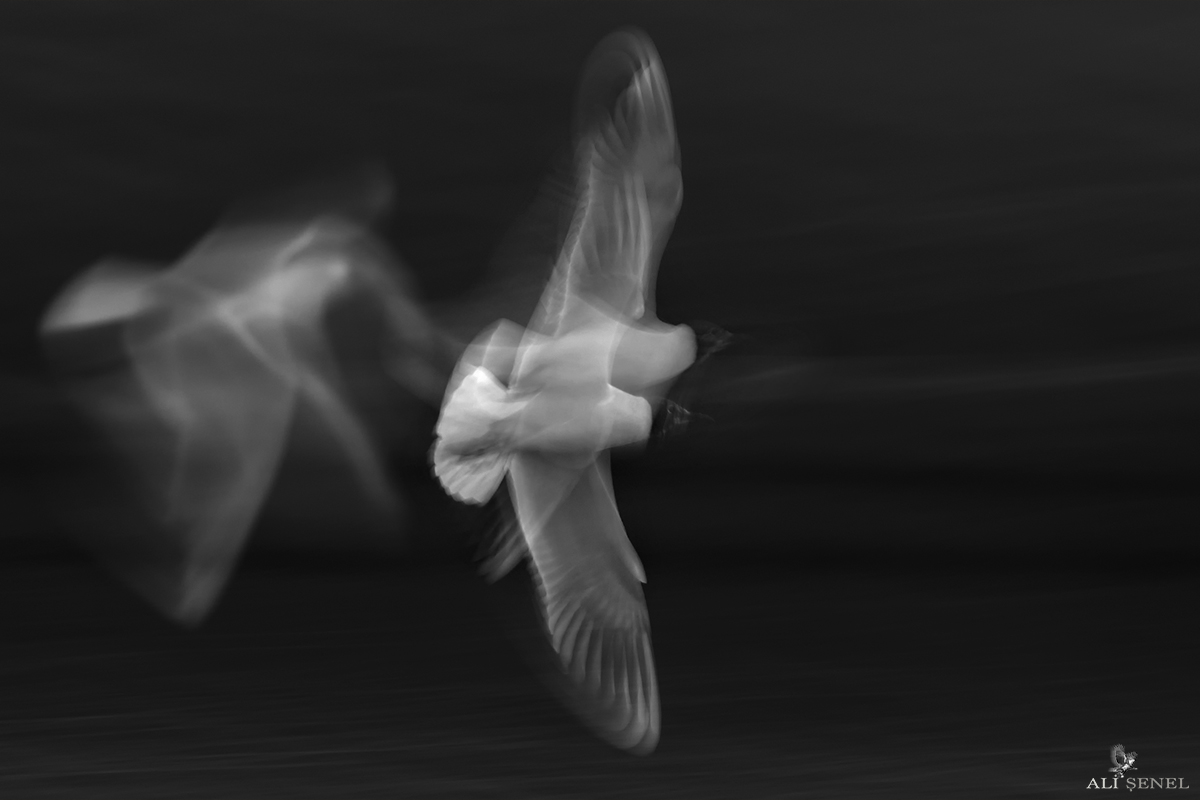 Black-headed Gull
