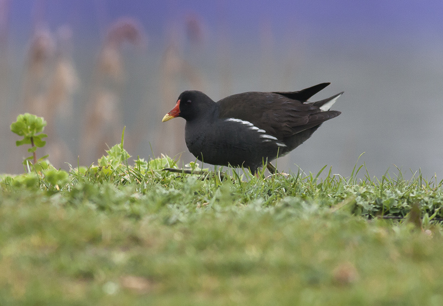 Common Moorhen