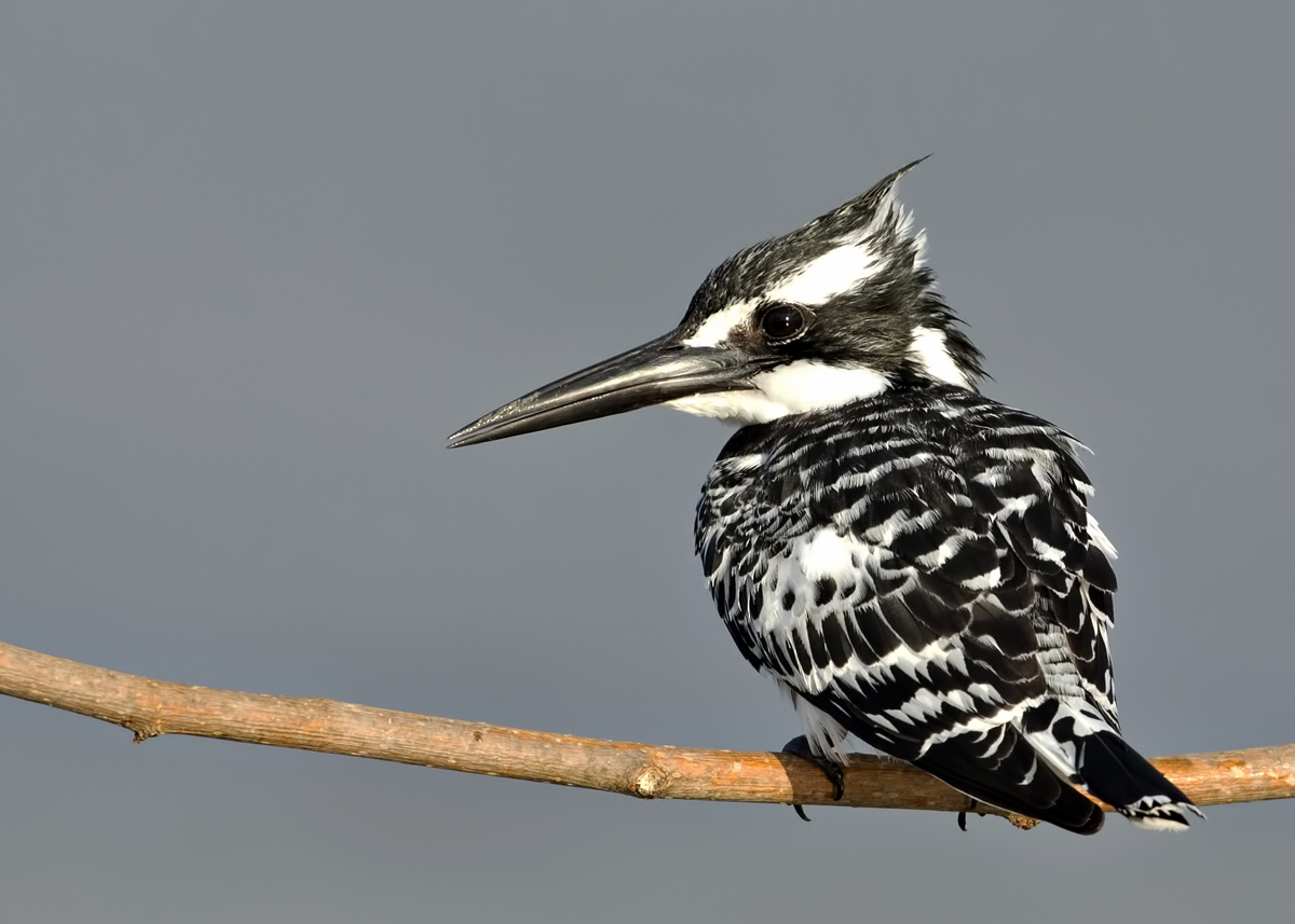 Pied Kingfisher