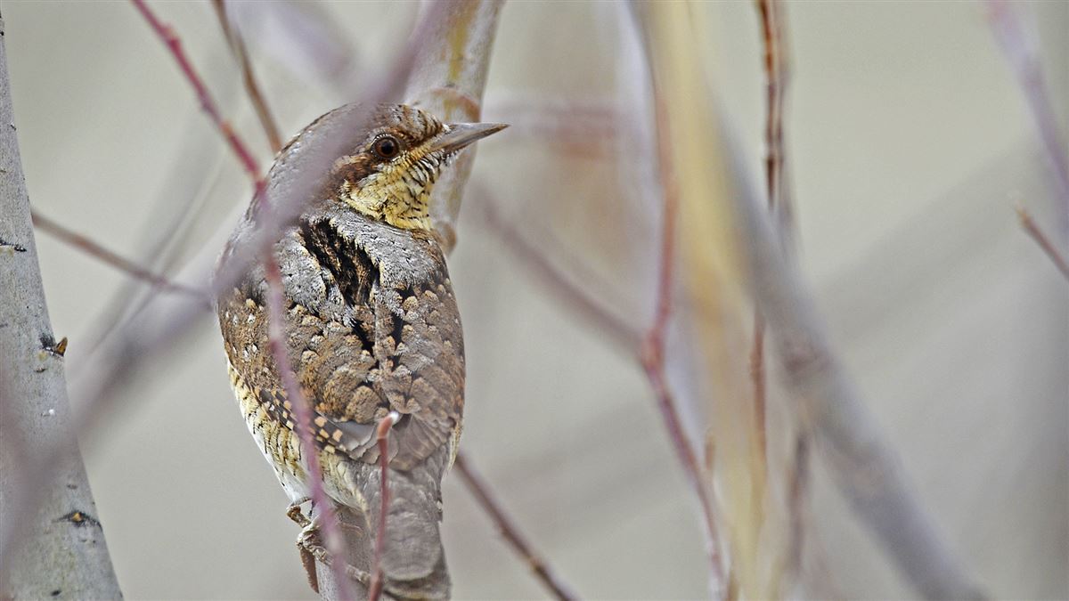 Eurasian Wryneck
