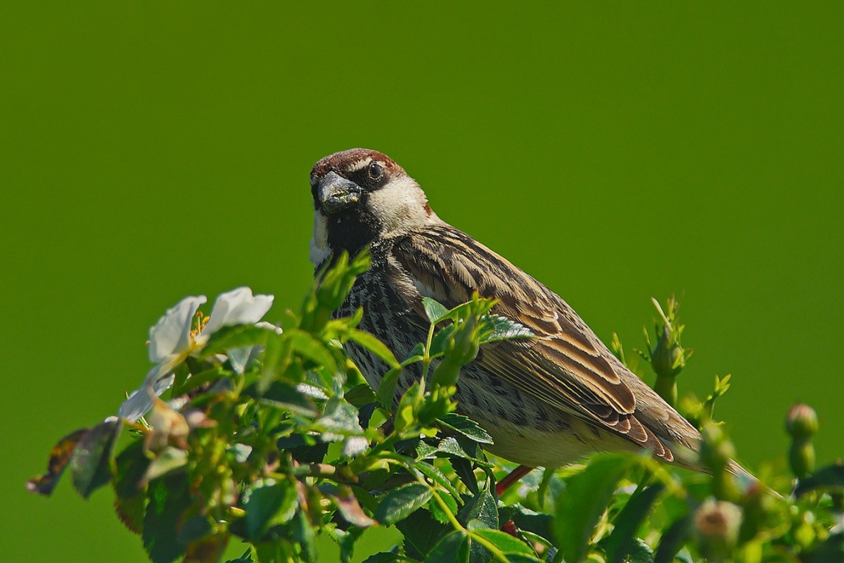 Spanish Sparrow
