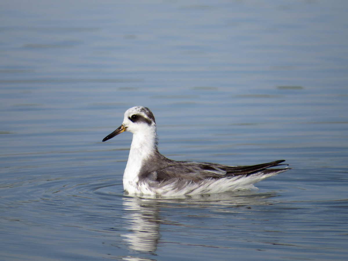 Red Phalarope