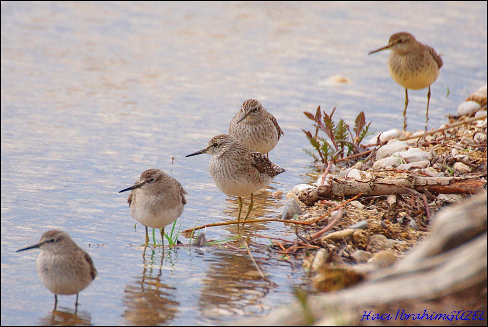 Wood Sandpiper