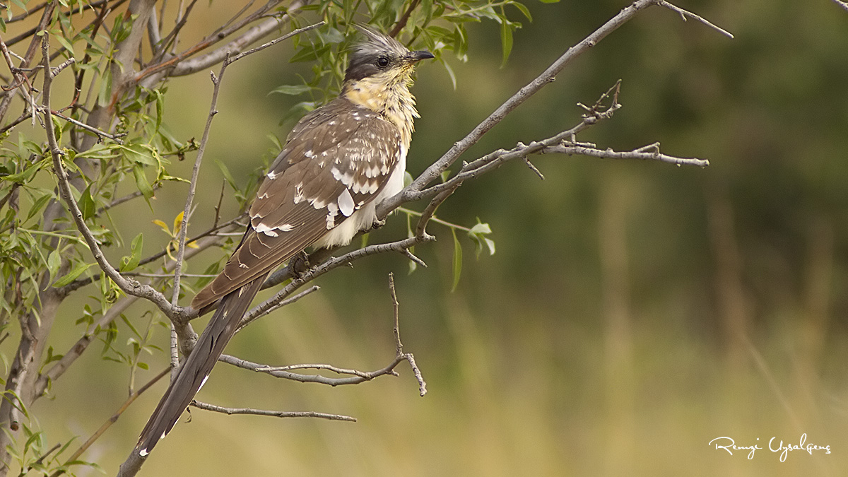 Great Spotted Cuckoo