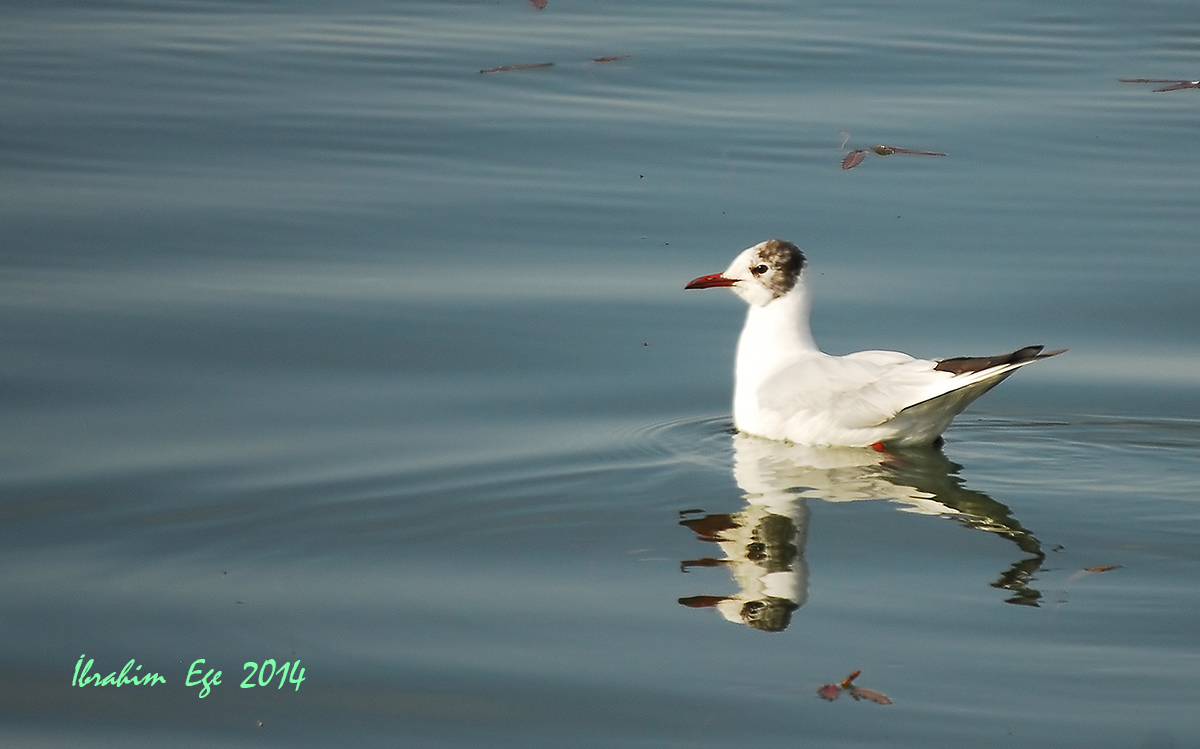 Black-headed Gull