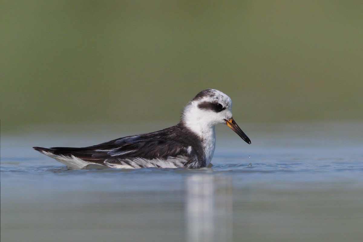 Red Phalarope