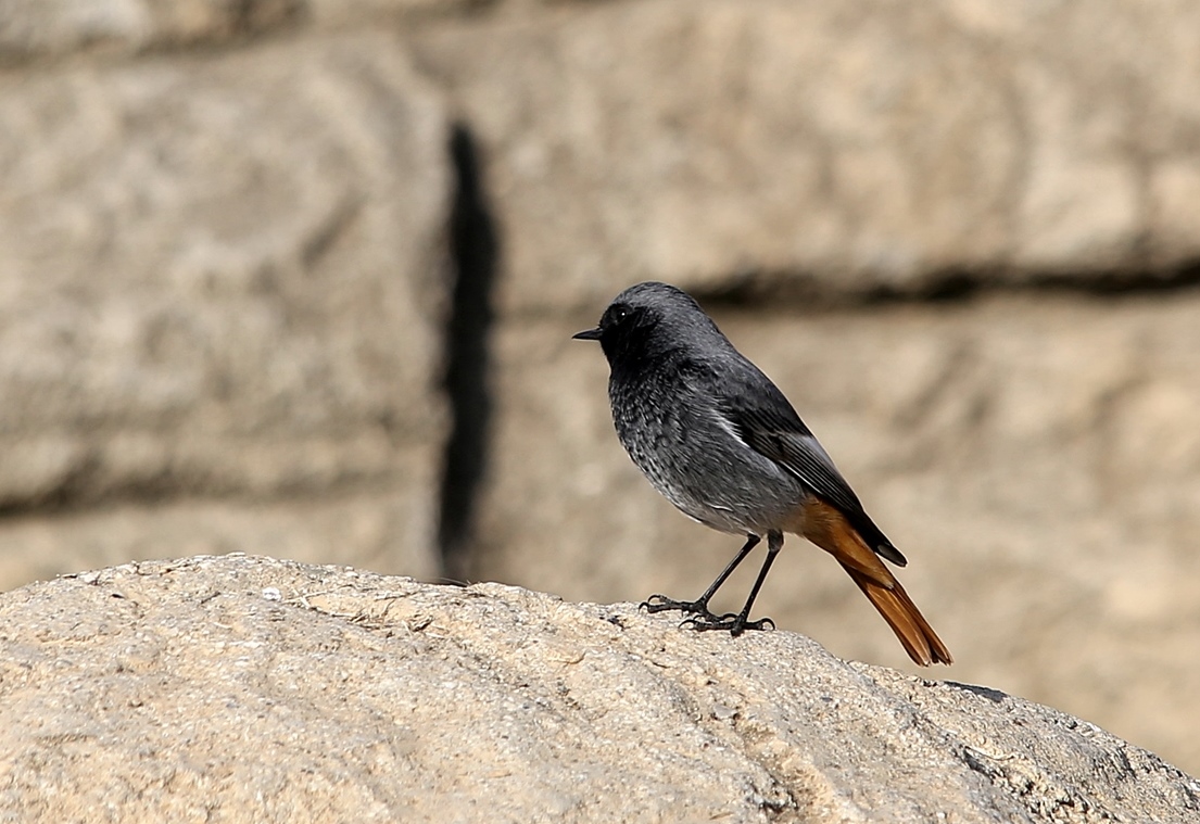 Black Redstart