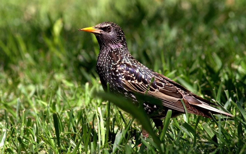 Common Starling