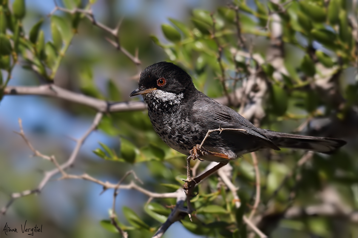 Cyprus Warbler